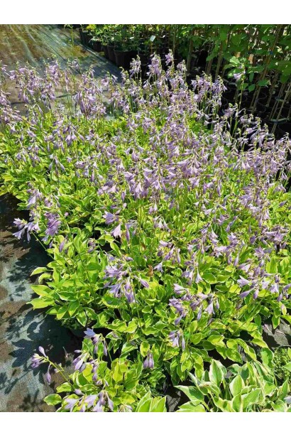 Хоста гібридна Кантрі Маус